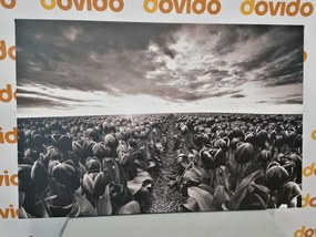 Εικόνα της ανατολής του ηλίου πάνω από ένα λιβάδι με τουλίπες σε μαύρο και άσπρο