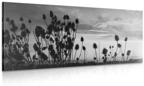 Φωτογραφίστε λεπίδες γρασιδιού σε ένα χωράφι σε ασπρόμαυρο - 100x50