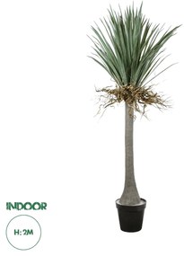 GloboStar® Artificial Garden BEAUCARNEA PALM TREE 20047 Τεχνητό Διακοσμητικό Φυτό Κυρτόφυλλος Μπουκαρνέα Υ200cm