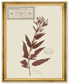 Κάδρο Herbarium Alpinium X FA13464 35x50cm Multi MindTheGap Vertical Wood, Glass