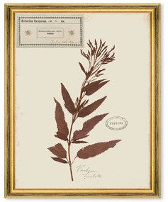 Κάδρο Herbarium Alpinium X FA13464 35x50cm Multi MindTheGap Vertical Ξύλο,Γυαλί