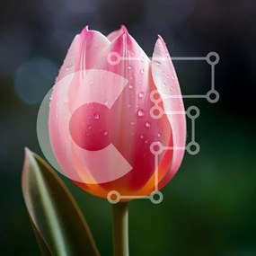 Intra Συλλεκτικό Ξύλινο Παζλ Plywood 4mm - Κοντινό πλάνο μιας ροζ τουλίπας με σταγονίδια νερού Σε Ξύλινο Κουτί - Διαστάσεις: 10x10 cm – 25 κομμάτια