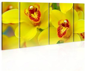 Πίνακας - Orchids - intensity of yellow color 60x30