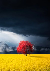 Φωτογραφία Red tree, Bess Hamiti