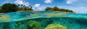 Αυτοκόλλητη φωτοταπετσαρία για κοραλλιογενή ύφαλο κουζίνας
