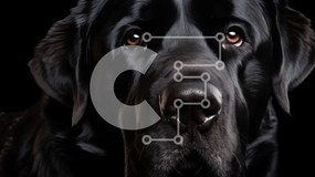 Intra Συλλεκτικό Ξύλινο Παζλ Plywood  4mm - Μαύρος σκύλος Labrador Retriever με σοβαρή έκφραση Σε Ξύλινο Κουτί - Διαστάσεις: 10x10 cm – 25 κομμάτια