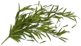 Foliage - Branch SILK-KA παχύφυτο 139184-GR