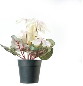 Τεχνητό Φυτό Κυκλάμινο Κρεμ 28 εκ. 5570-6 Supergreens-5570-6-Λευκό 5570-6