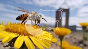 Intra Συλλεκτικό Ξύλινο Παζλ Plywood  4mm - Μέλισσα στα κίτρινα λουλούδια μαργαρίτας Σε Ξύλινο Κουτί - Διαστάσεις: 10x10 cm – 25 κομμάτια