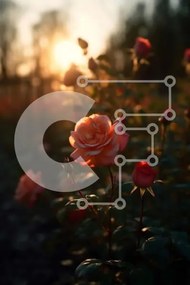 Σετ των 2 Intra Συλλεκτικό Ξύλινο Παζλ Plywood 4mm - Πεδίο με ροζ τριαντάφυλλα στο ηλιοβασίλεμα Σε Ξύλινο Κουτί - Διαστάσεις: 10x10 cm – 25 κομμάτια