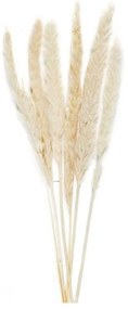 Διακοσμητικά Λουλούδια White Phragmitos (Σετ 6Τμχ) LBTAH-AX70127 70cm Ecru Andrea House