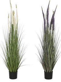 Διακοσμητικό Φυτό Home ESPRIT Πλαστική ύλη