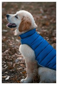 Παλτό Σκύλου Red Dingo Puffer Τυρκουάζ 50 cm