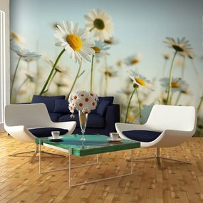 Φωτοταπετσαρία - Daisies - spring meadow 450x270