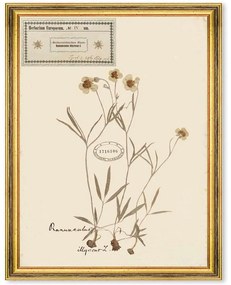 Κάδρο Herbarium Alpinium IV FA13458 35x50cm Multi MindTheGap Κάθετοι Ξύλο,Γυαλί