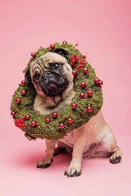 Φωτογραφία Cute Tan Coloured Pug Wearing a Christmas Wreath, ClarkandCompany