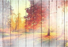 Αυτοκόλλητη φωτοταπετσαρία - Autumn Sun - 245x175