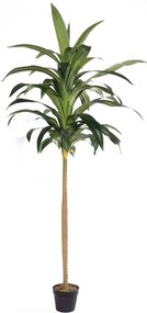 Τεχνητό Δέντρο Δράκαινα Aspire 5211-6 80x80x230cm Green Supergreens Πολυαιθυλένιο