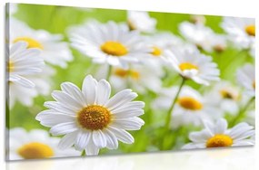Εικόνα ανοιξιάτικο λιβάδι γεμάτο λουλούδια - 120x80