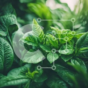 Intra Συλλεκτικό Ξύλινο Παζλ Plywood 4mm - Κοντινό πλάνο πράσινων φυτών: Βασιλικός και κόλιανδρος Σε Ξύλινο Κουτί - Διαστάσεις: 10x10 cm – 25 κομμάτια