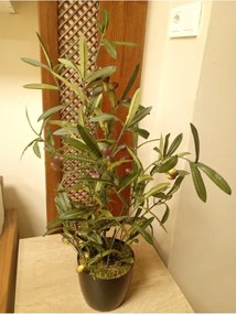 Διακοσμητικό τεχνητό δέντρο ελιάς με φυσική όψη Μαύρο