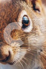 Σετ των 2 Intra Συλλεκτικό Ξύλινο Παζλ Plywood  4mm - Κοντινό πλάνο περίεργος καφέ σκίουρος Σε Ξύλινο Κουτί - Διαστάσεις: 10x10 cm – 25 κομμάτια