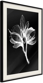 Αφίσα - White Plant - 30x45 - Μαύρο - Με πασπαρτού