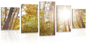 Δάσος με 5 μέρη σε φθινοπωρινά χρώματα - 100x50