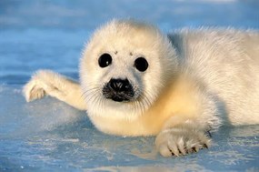 Φωτογραφία HARP SEAL PUP , MAGDALEN IS.,, Kevin Schafer