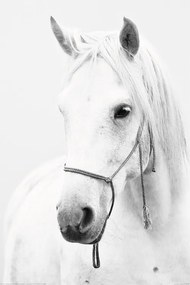 Αφίσα άσπρο άλογο
