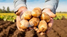 Intra Συλλεκτικό Ξύλινο Παζλ Plywood 4mm - Άνθρωπος που συγκομίζει πατάτες από το χωράφι Σε Ξύλινο Κουτί - Διαστάσεις: 10x10 cm – 25 κομμάτια