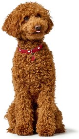 Κολλάρο Σκύλου Hunter Love XS/S 30-34 cm Rojo/Blanco