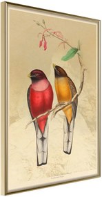 Αφίσα - Ornithologist's Drawings - 20x30 - Χρυσό - Χωρίς πασπαρτού