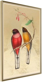 Αφίσα - Ornithologist's Drawings - 40x60 - Χρυσό - Χωρίς πασπαρτού