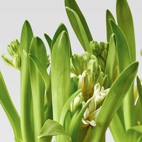 HYACINTHUS φυτό σε γλάστρα/3 βολβοί/Υάκινθος, 12 cm 605.878.42