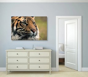 Εικόνα τίγρη της Βεγγάλης