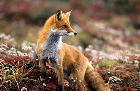 Φωτογραφία Fox in a autumn mountain, keiichihiki, (40 x 26.7 cm)
