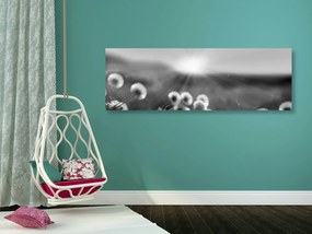 Πανόραμα εικόνας ενός ανθισμένου λιβαδιού σε ασπρόμαυρο - 150x50