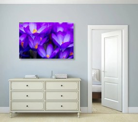 Εικόνα λουλουδιών σαφράν - 60x40