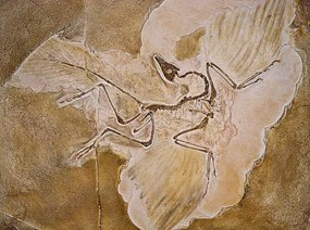 Εικονογράφηση Archaeopteryx Lithographica Fossil, Naturfoto Honal