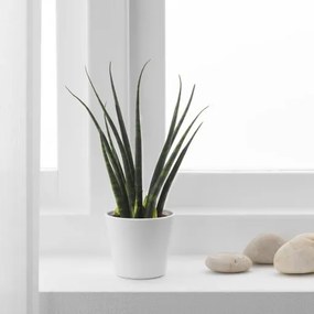 SANSEVIERIA φυτό σε γλάστρα με κασπό, Σανσεβέρια 304.020.34