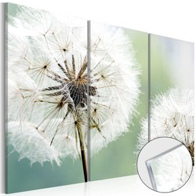 Πίνακας σε ακρυλικό γυαλί - Fluffy Dandelions [Glass] - 60x40