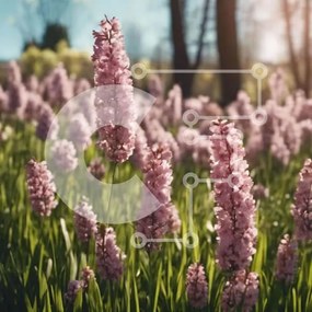 Intra Συλλεκτικό Ξύλινο Παζλ Plywood 4mm - Πεδίο με ροζ λουλούδια υάκινθου στο φως του ήλιου Σε Ξύλινο Κουτί - Διαστάσεις: 10x10 cm – 25 κομμάτια