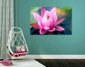 Εικόνα ενός όμορφου ροζ λουλουδιού στη λίμνη - 90x60