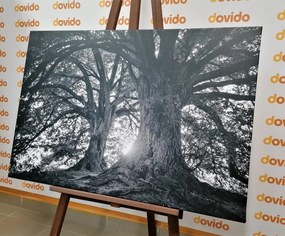 Εικόνα ασπρόμαυρα μεγαλοπρεπή δέντρα - 120x80