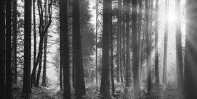 Εικόνα δάσους ηλιόλουστο σε μαύρο & άσπρο - 120x60