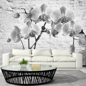 Φωτοταπετσαρία - Orchid in Shades of Gray 250x175