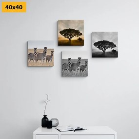 Σετ εικόνων ζώων που ζουν στη σαβάνα - 4x 60x60