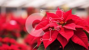 Intra Συλλεκτικό Ξύλινο Παζλ Plywood  4mm - Κόκκινα φυτά Poinsettia σε φυτώριο εσωτερικού χώρου Σε Ξύλινο Κουτί - Διαστάσεις: 10x10 cm – 25 κομμάτια