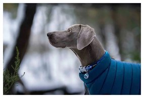 Παλτό Σκύλου Red Dingo Puffer Τυρκουάζ 35 cm